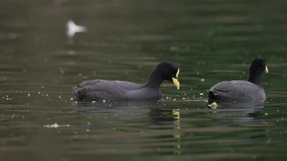 Couple of Red-gartered Coot diving and hunting for prey in natural lake,slow motion