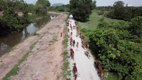 Group of cows walk in a row 