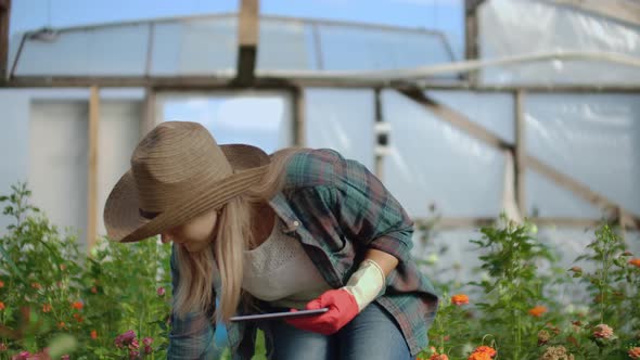 Beautiful Woman Florist Walks Through the Greenhouse with a Tablet Computer Checks the Grown Roses