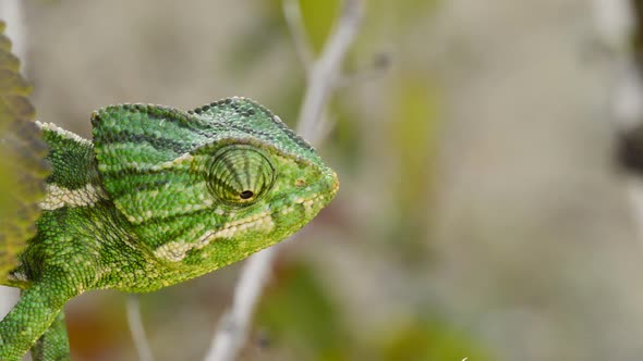 Head of Green Common Mediterranean Chameleon