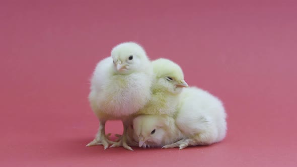 Three Funny Little Chickens. Fluffy Easter Chicks. Farming. Pink Background