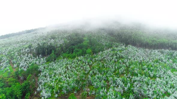 Misty Forest and mountain