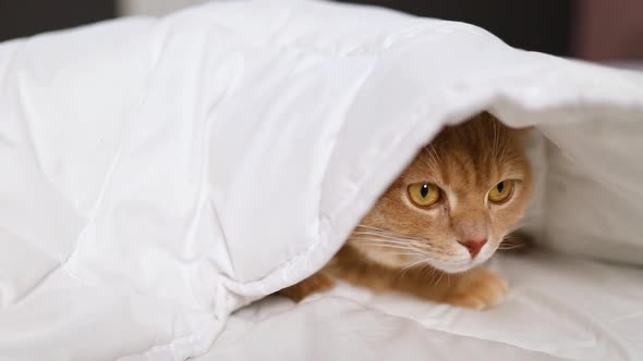 Cute ginger cat lying on a soft blanket in bed, cat sleeping