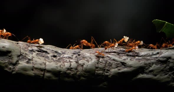 4K - Colony of leaf-cutting ants moves on a tree