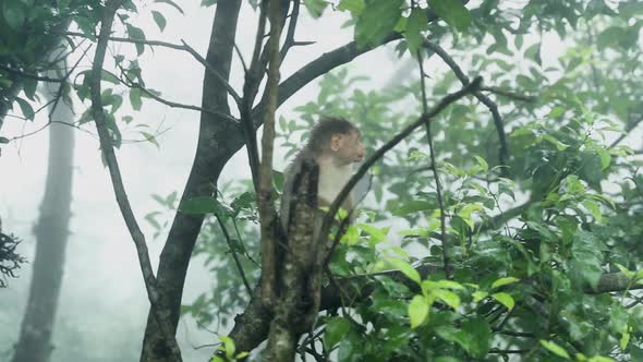 Cute Monkey Sitting On a Tree And Looking Around (India)