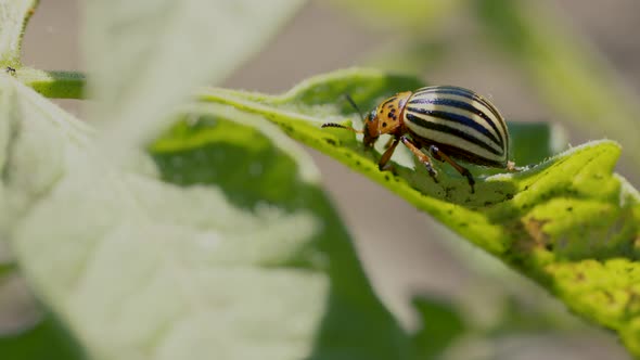 Agricultural pest, close-up of insect on plant agains