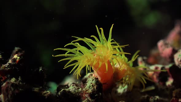 Daisy coral on coral reef at night