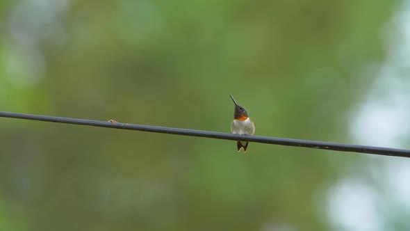 Adorable ruby-throated hummingbird showing off the beautiful red plumage on its throat. Close up, sl