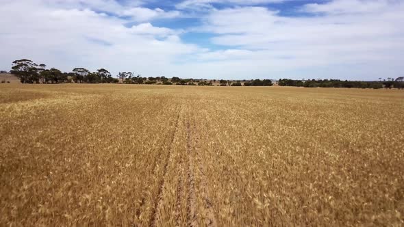 Flying low and fast over rows of corn ready for reaping - aerial view