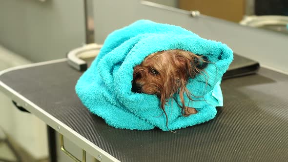 Wet Yorkshire Terrier Wrapped in Towel on a Table at a Vet Clinic