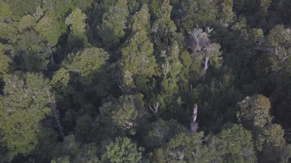 Aerial view of rainforest