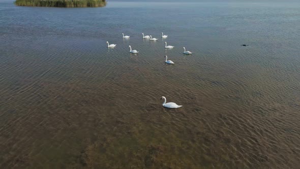Slow Motion Aerial Filming Drone Flight Over Beautiful Wild White Swans in Lake Waters Lot of