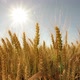 Wheat Field in Sunlight - VideoHive Item for Sale