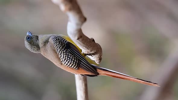 Seen from its backside perched on a vine chirping and looking around during a summer afternoon; Oran