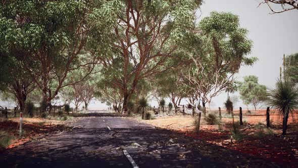 Open Road in Australia with Bush Trees