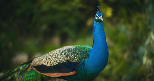 Close up of beautiful adult male peacock, green bokeh background. BMPCC 4K