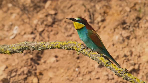 European Beeeater or Merops Apiaster