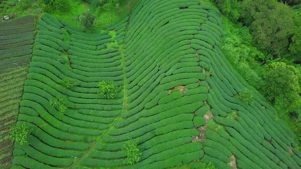 Oolong Tea Plantation in Alishan Area, Taiwan. Aerial View