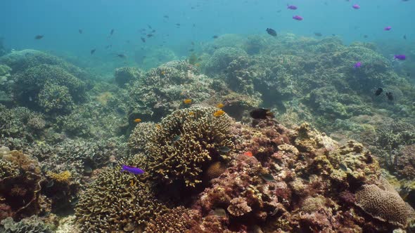 The Underwater World of a Coral Reef