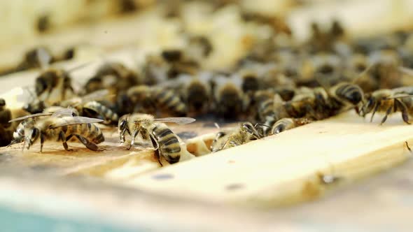 Honey insects crawling on the top of the frames in a beehive on a warm sunny day.