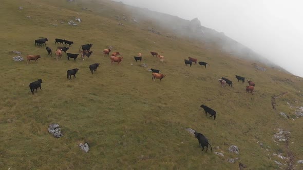 Aerial Shot of a Herd of Cows Grazing in the Mountains