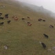 Aerial Shot of a Herd of Cows Grazing in the Mountains - VideoHive Item for Sale
