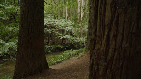 Redwood forest Otway National Park, sliding shot