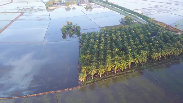 Aerial move closer and look down oil palm estate