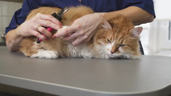 Gorgeous Ginger Cat Having His Claws Cut By a Professional Vet