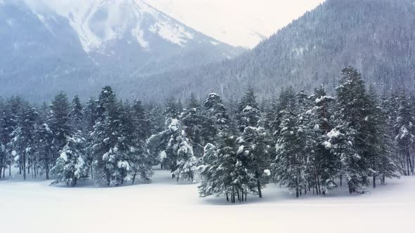 Beautiful Snow Scene Forest in Winter