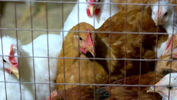 Hens in Cages at Countryside Industrial Farm