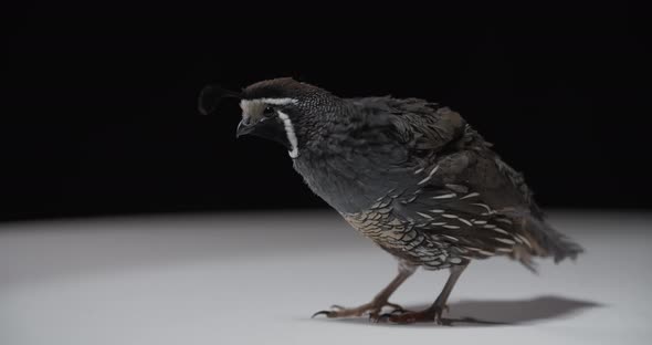 Cute California Quail is Walking on White Floor Studio Footage