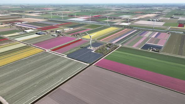 Tulip fields in The Netherlands 9 - North-Holland spring season - Stabilized droneview in 4k