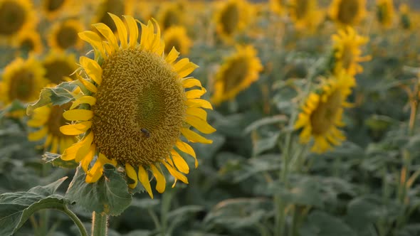 Field of sunflowers    3840X2160 UltraHD footage -  Helianthus plant cultivation 3840X2160 UHD video