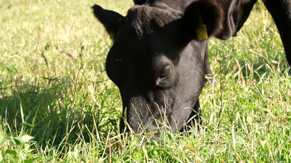 Close Up in Meadow on Farm Big Black Pedigree Breeding Cow or Bull is Grazing Eating Grass