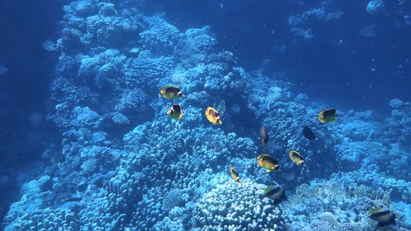 Coral Reef in the Red Sea Underwater Colorful Tropical