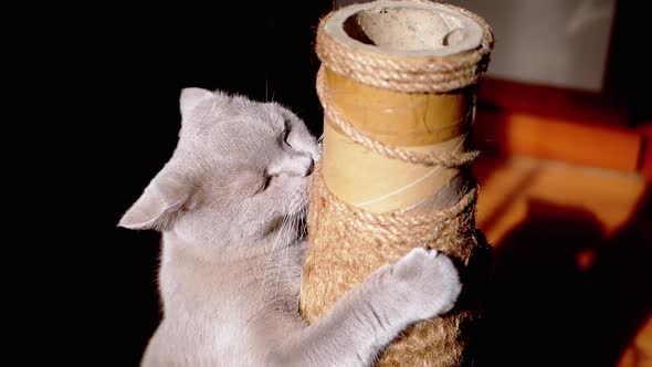 Gray Fluffy Cat Sharpens Claws on a Scratching Post in the Rays of Sunlight