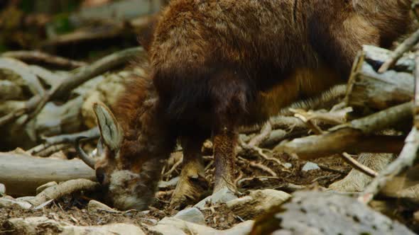 A chamois bends down on its knees to find food