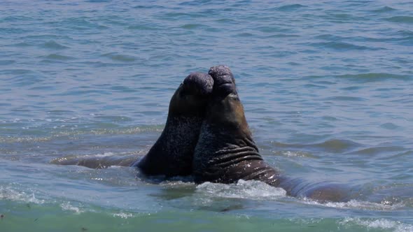 Elephant Seals on the central coast of California