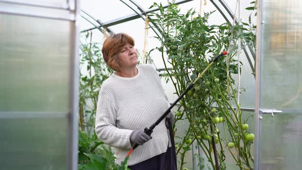 a Woman Sprays and Treats Tomatoes From Diseases and Phytophthora