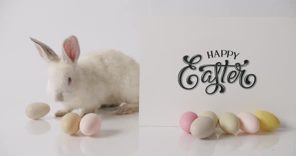 A Little White Rabbit is Playing With Many Eggs