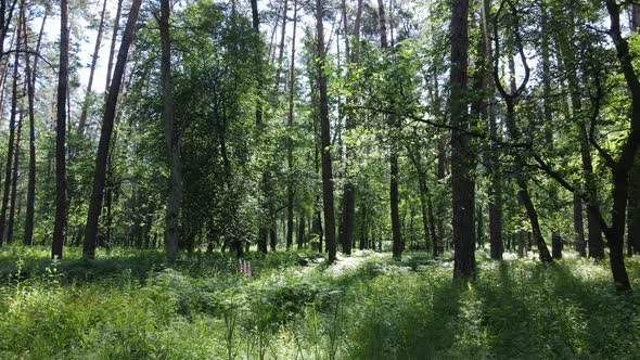 Beautiful Green Forest on a Summer Day Slow Motion