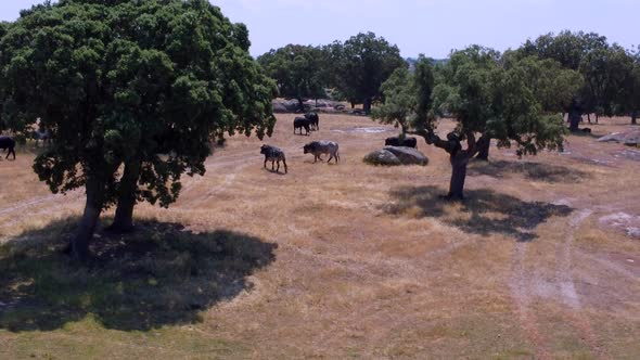 Bulls farm seen from the air