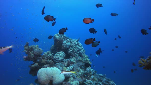 Underwater Fish and Hard Coral