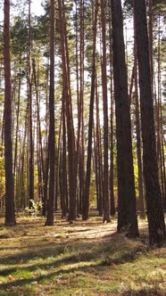 Vertical Video Forest with Trees in the Fall