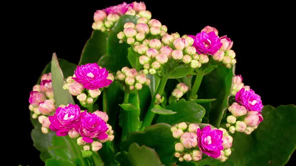 Time Lapse of Opening Pink Kalanchoe Flower