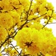 Tabebuia Flower Blossom in the Garden - VideoHive Item for Sale