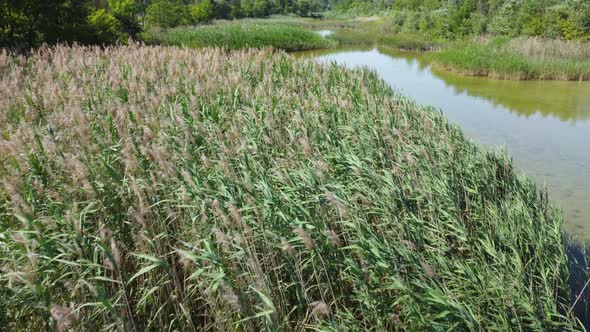 Pampas Grass In The Lake