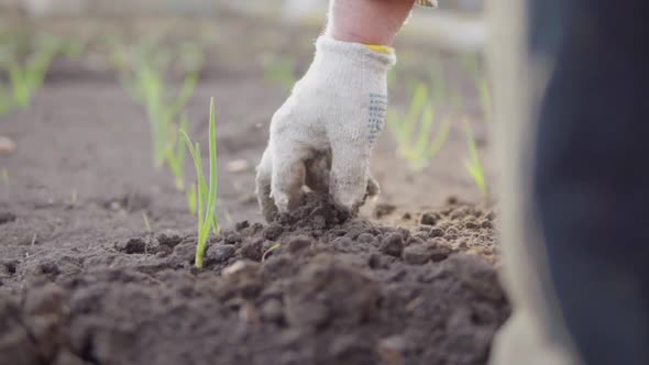 Closeup View of a Hand in Glove Cleaning Soil Around the Plants