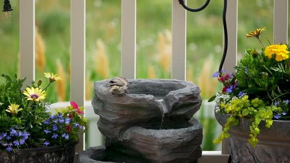 Cute and adorable female house finch drinks from a back-yard fountain